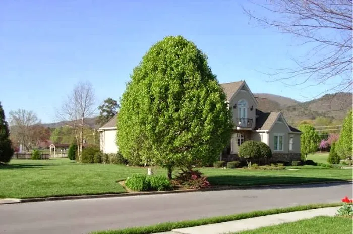 Champion Green Turf & Ornamental Services, LLC Picture 8