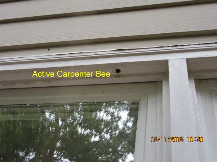 Battlefield Pest Services Picture 10