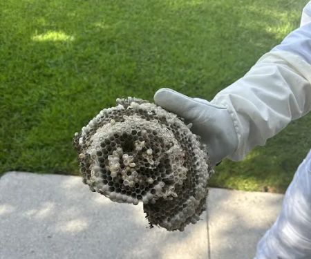 Bulwark Exterminating