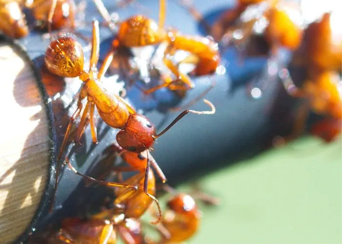 Scenic City Pest Control Solutions Picture 6