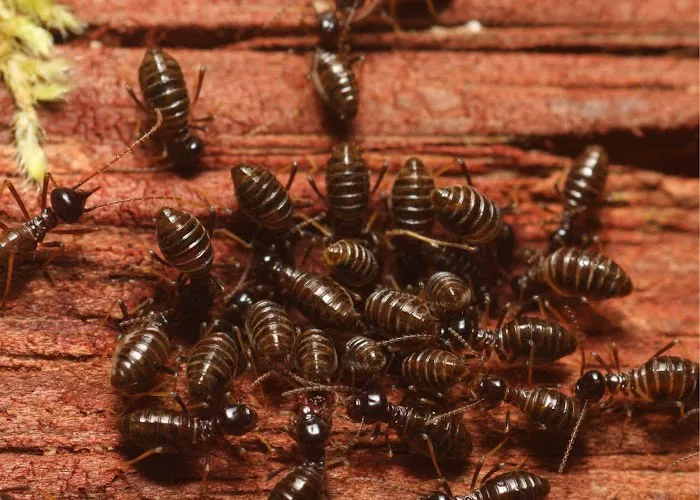 Scenic City Pest Control Solutions Picture 3