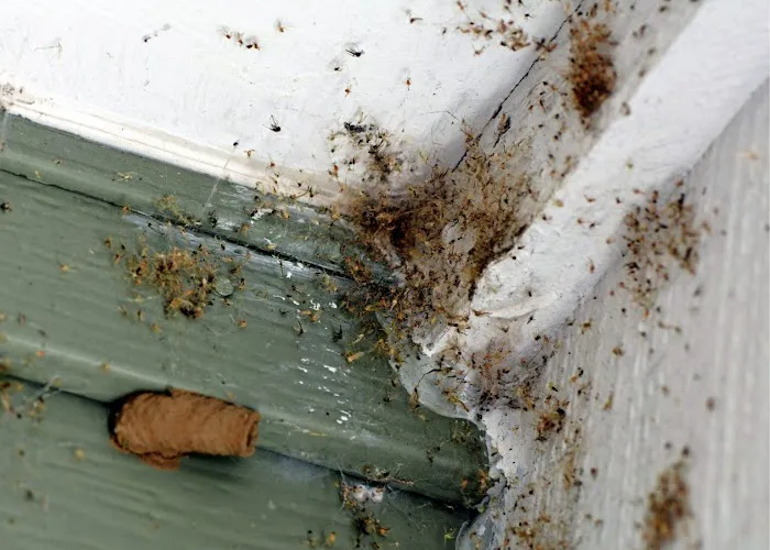 Scenic City Pest Control Solutions Picture 8