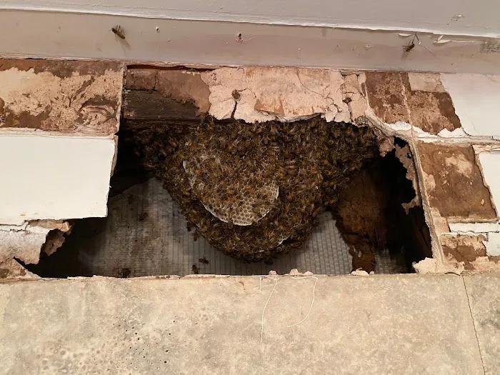 Daps Pest Services Picture 7
