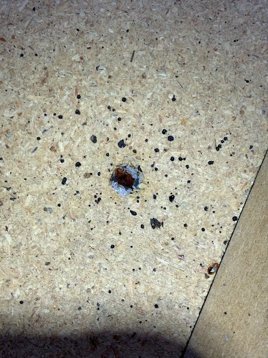 Daps Pest Services Picture 9