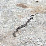 South Central Wildlife Removal & Home Solutions
