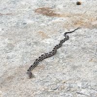 South Central Wildlife Removal & Home Solutions ico