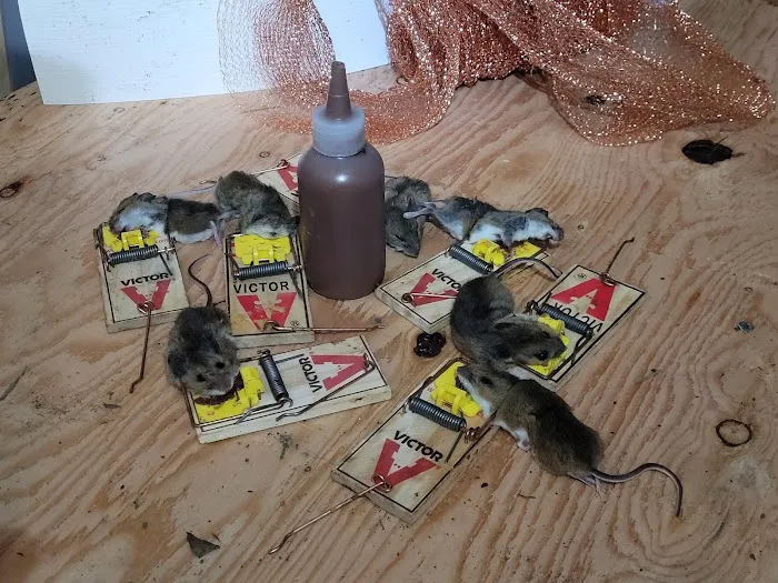 South Central Wildlife Removal & Home Solutions Picture 3