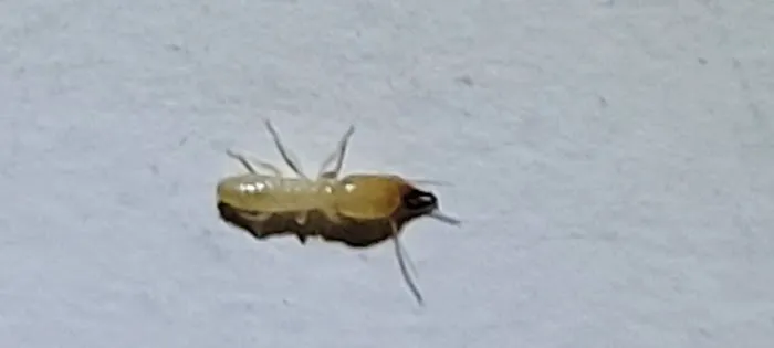All South Pest Control Picture 2