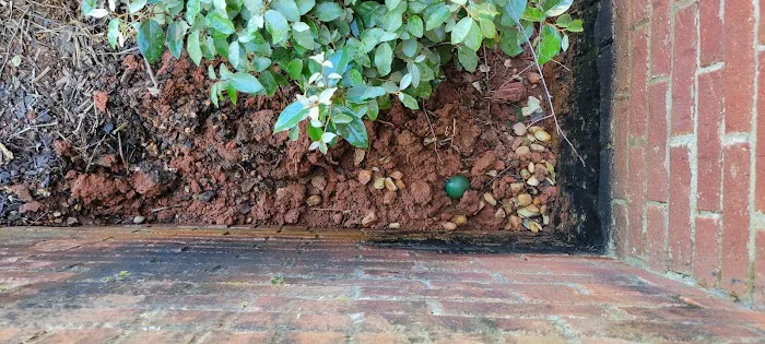 All South Pest Control Picture 10