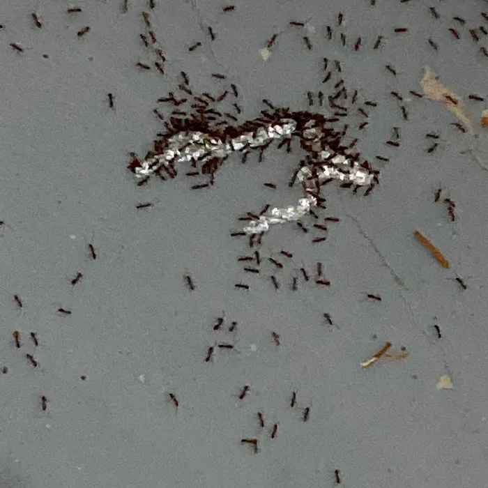 Clark Pest Remedy Picture 10