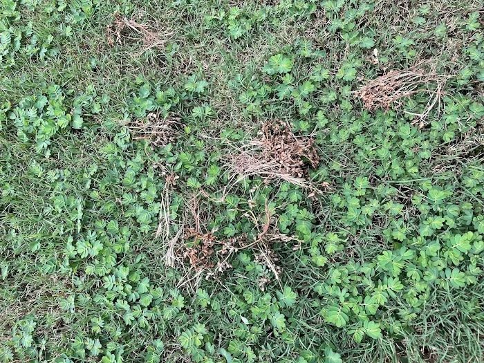 Rocket Pest Control Picture 10