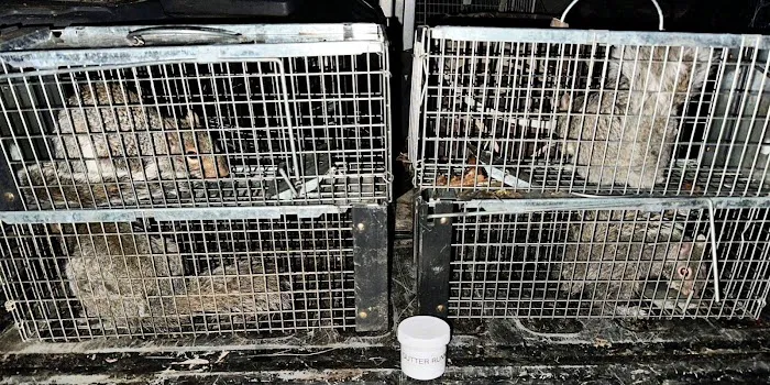 South Central Wildlife Removal & Home Solutions LLC. Picture 1