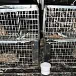 South Central Wildlife Removal & Home Solutions LLC.