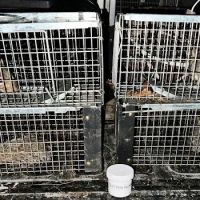 South Central Wildlife Removal & Home Solutions LLC. ico