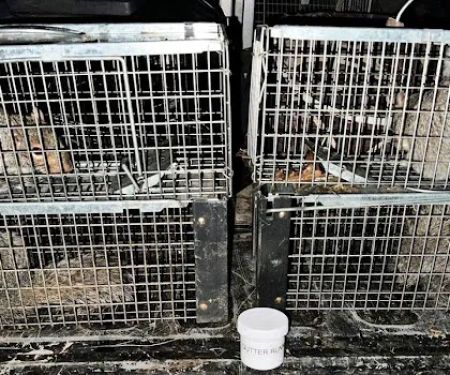 South Central Wildlife Removal & Home Solutions LLC.