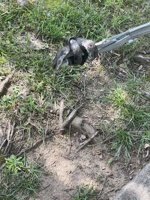 South Central Wildlife Removal & Home Solutions LLC. Picture 5