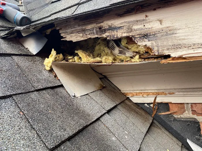 South Central Wildlife Removal & Home Solutions LLC. Picture 2