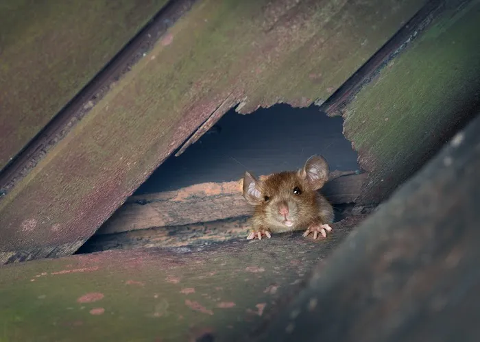 TruNorth Pest Control Picture 3