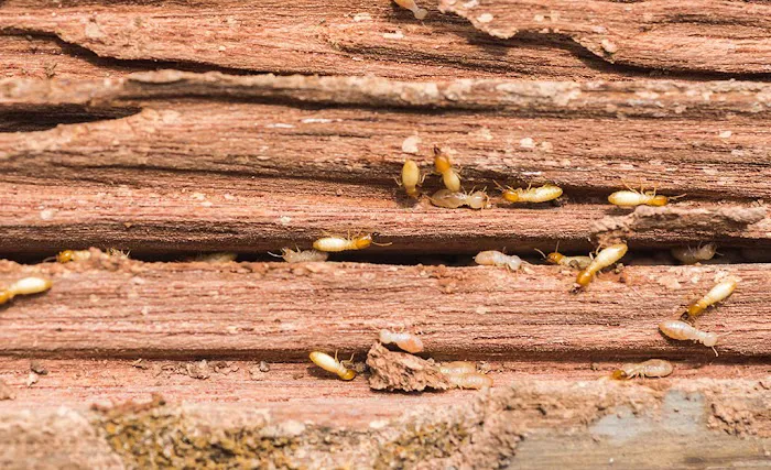 TruNorth Pest Control Picture 5