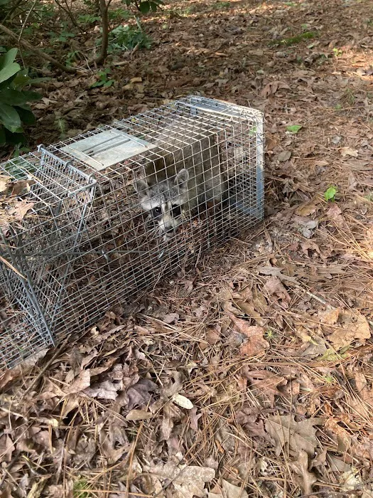 Wildlife Control Specialist of Atlanta Picture 8
