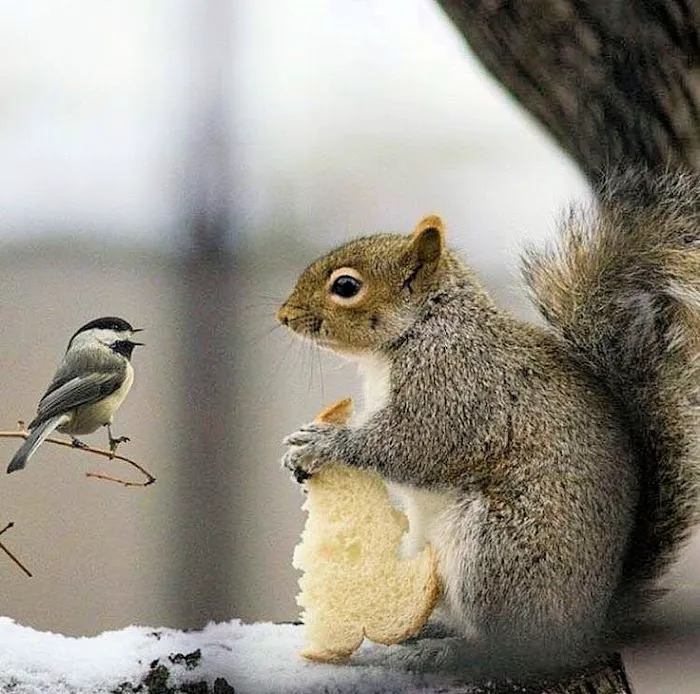 Wildlife Control Specialist of Atlanta Picture 5