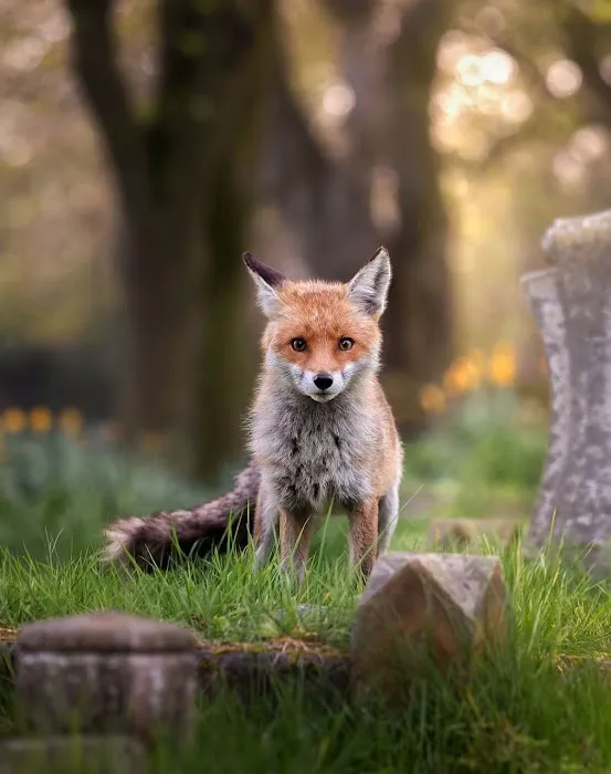Wildlife Control Specialist of Atlanta Picture 2