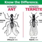 ALIS Termite Pest Control