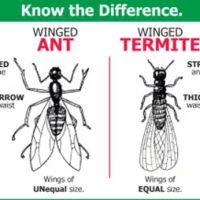 ALIS Termite Pest Control ico