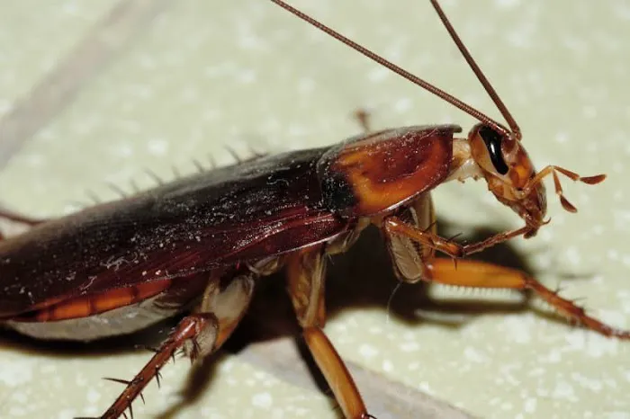 ALIS Termite Pest Control Picture 6