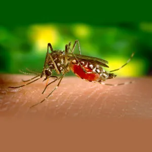 A1 Bed Bug Exterminator Atlanta Picture 6