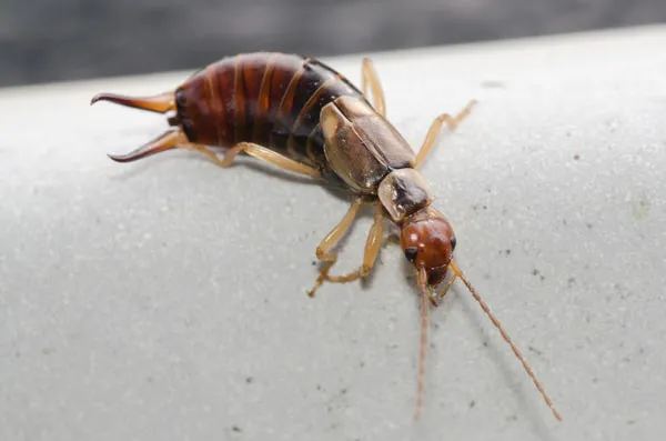 A1 Bed Bug Exterminator Atlanta Picture 7