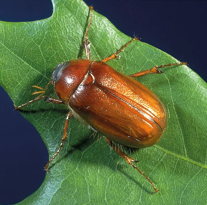 A1 Bed Bug Exterminator Atlanta Picture 1