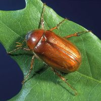 A1 Bed Bug Exterminator Atlanta ico