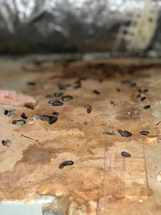 Rodent Removal Atlanta, LLC Picture 9