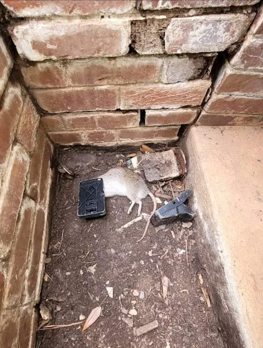Rodent Removal Atlanta, LLC Picture 5