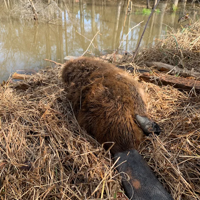 Rodent Removal Atlanta, LLC Picture 6