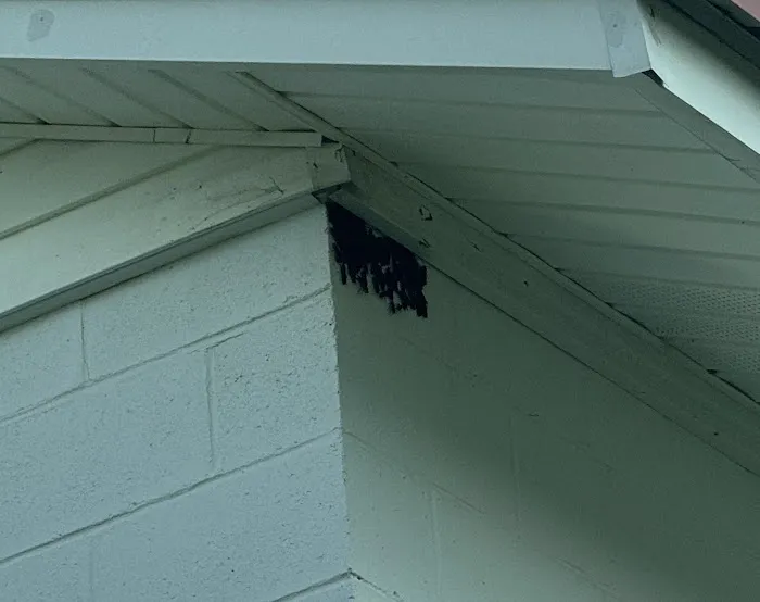 Delta Termite & Pest Control, Inc. Picture 9