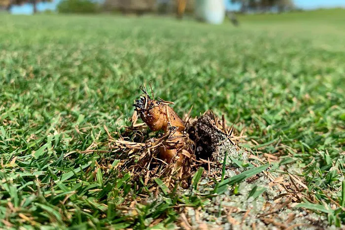 Kathleen's Lawn & Shrub Pest Control Picture 10