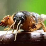 Kathleen's Lawn & Shrub Pest Control