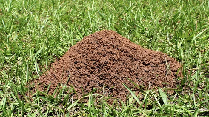 Kathleen's Lawn & Shrub Pest Control Picture 3