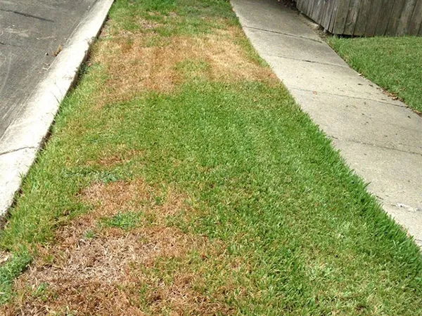 Kathleen's Lawn & Shrub Pest Control Picture 6