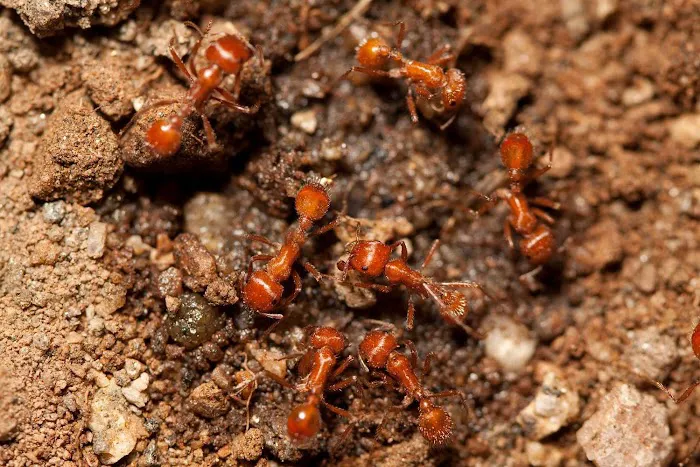Kathleen's Lawn & Shrub Pest Control Picture 5