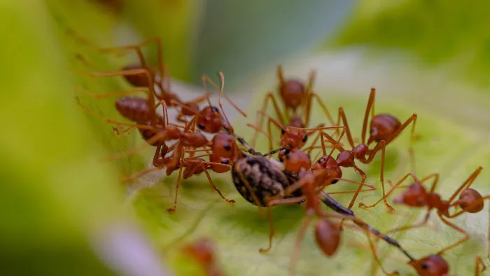Kathleen's Lawn & Shrub Pest Control Picture 9