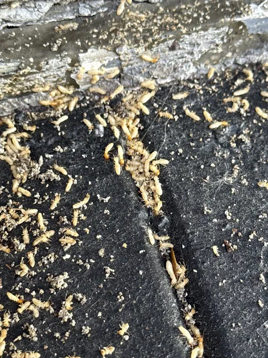 Lowcountry Pest Management and Rodent Control Picture 4