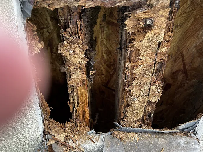 Lowcountry Pest Management and Rodent Control Picture 9