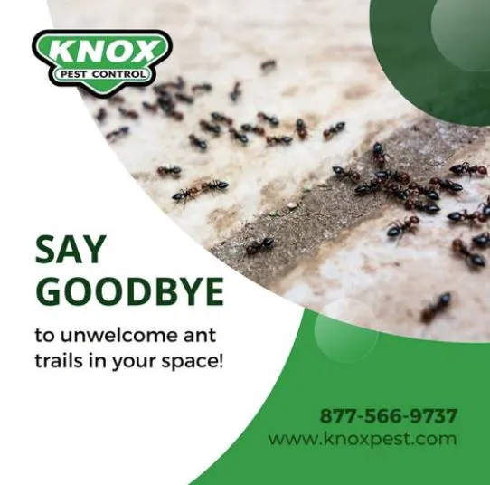 Knox Pest Control - Statesboro Picture 1