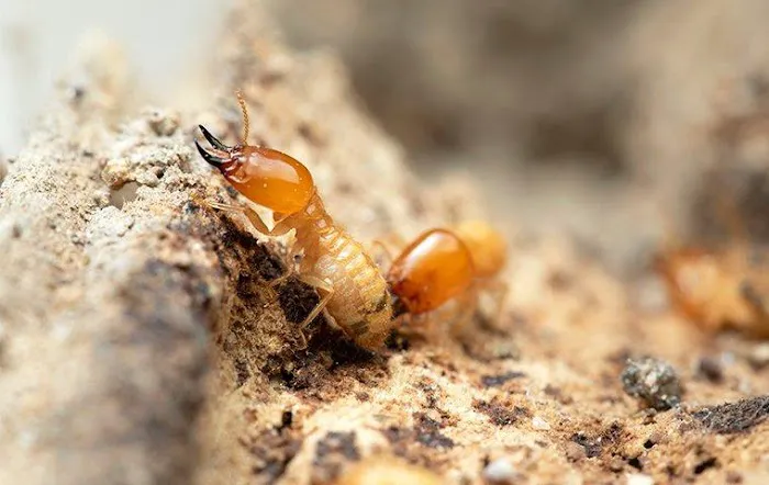 Pestmaster of Savannah Picture 1