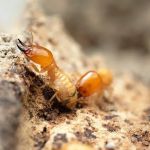Pestmaster of Savannah