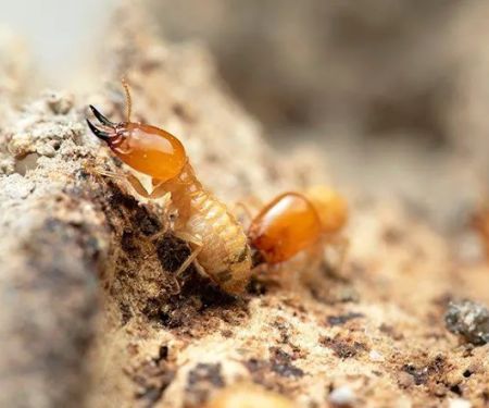 Pestmaster of Savannah