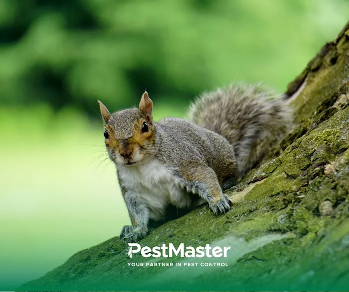 Pestmaster of Savannah Picture 8